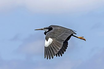 E. g. gularis dark morph in flight, showing white carpal area, São Tomé and Príncipe