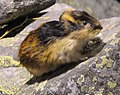 Tulemuse "Lemming" pisipilt