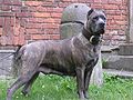 Cane Corso d'Itàlia