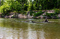 Image 8Bogue Chitto State Park (from Louisiana)