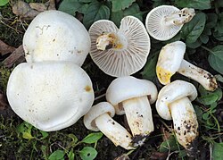 Ebe-limanutt Hygrophorus chrysodon