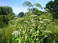 Sosnowskyi svinjski korov (Heracleum sosnowskyi)