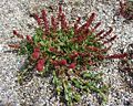 Rumex bucephalophorus