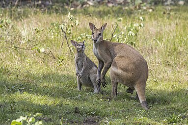 male and juvenile N. a. agilis, NT