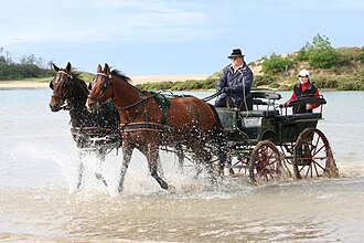 Attelage en paire en bord de mer.