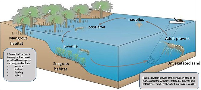 Ecosystem services provided by a vegetated coastal ecosystem.[36] Diagram showing connectivity between a vegetated coastal ecosystem for the Penaeid prawn lifecycle indicating that valuations for harvest areas may overlook critical importance within the lifecycle.[36]