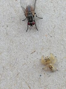 Fly vs spider in Tharparkar