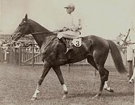 Lough Neagh returning to scale at Randwick Racecourse.