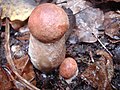 Leccinum vulpinum