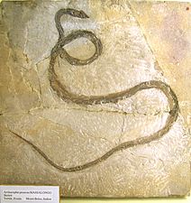 Archaeophis proavus, un serpent de la famille des Palaeophiidae du Monte Bolca.