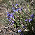 Penstemon speciosus