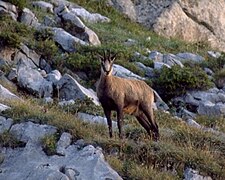 Chamois.