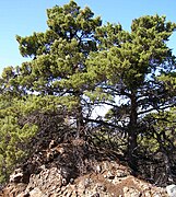 Cupressus sargentii