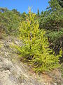 Larix decidua