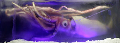 Photo of squid with prominiently visible eye