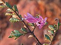 Eremophila purpurascens (P3, WA)