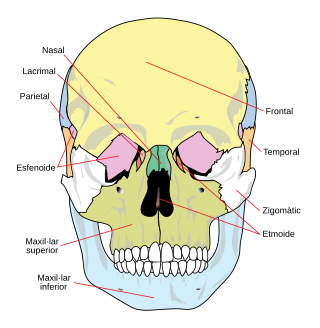 Parts de la calavera, vista frontal