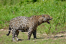 Macho realizando o reflexo flehmen, no rio São Lourenço, Pantanal.