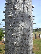 Kapokboom (Ceiba pentandra)