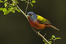 Painted bunting (Passerina ciris), Texas