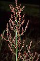 Rumex thyrsiflorus