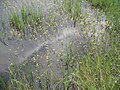 Utricularia aurea in a rice paddy