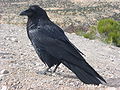 Common raven