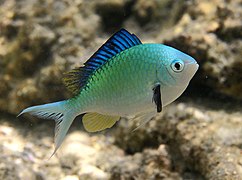 Chromis viridis (Pomacentridae).