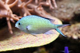 Chromis viridis