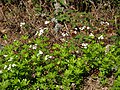 Galium odoratum - Lievevrouwebedstro