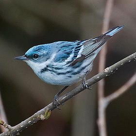 Mariquita-azul macho em seu hábitat