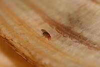 A small fly with red eyes on the skin of a banana