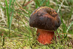 Veritatti (Boletus erythropus)