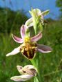 Ophrys apifera var. botteronii