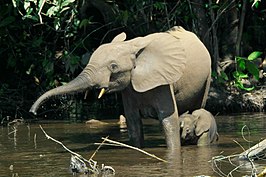 Een bosolifant met haar jong in Nouabalé-Ndoki