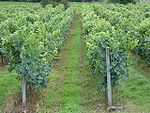 Rangées de vignes.