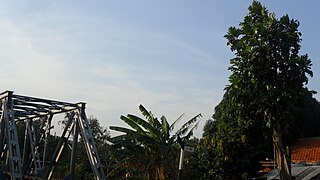 Pohon sukun di samping jembatan kereta api Cirebon