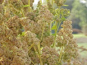 Chenopodium quinoa