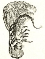 Filter-feeding apparatus of Balanus, showing thoracic appendages adapted as feathery cirri