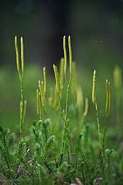 Grote wolfsklauw (Lycopodium clavatum)