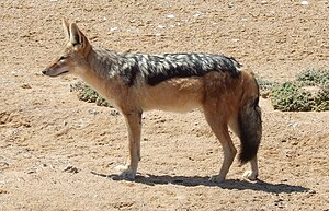 Nigradorsa ŝakalo en Cape Cross, Namibio