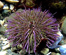 Oursin pourpre (Strongylocentrotus purpuratus), Pacifique Nord-Est.