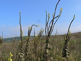 Szöszös ökörfarkkóró (Verbascum phlomoides)