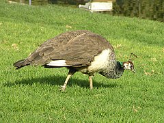 Un oiseau majoritairement gris