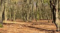 Bomen op de Veluwe bij Elspeet