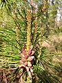 New growth and pollen cones