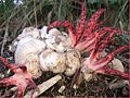 Clathrus archeri