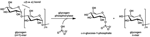 Action of glycogen phosphorylase on glycogen