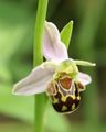 Ophrys apifera var. aurita