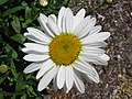 Leucanthemum ×superbum 'Becky'